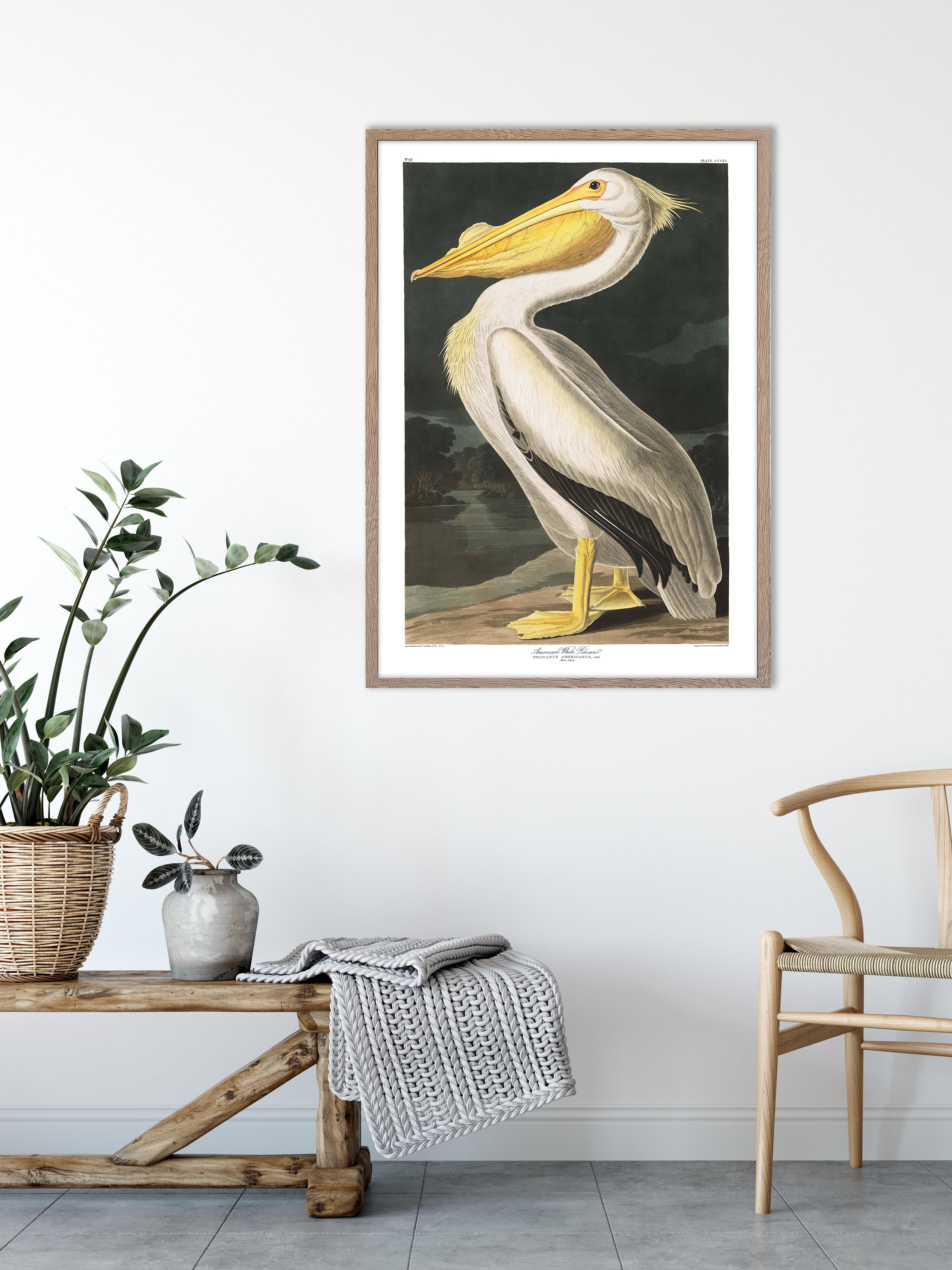 American White Pelican – Paper Ministry