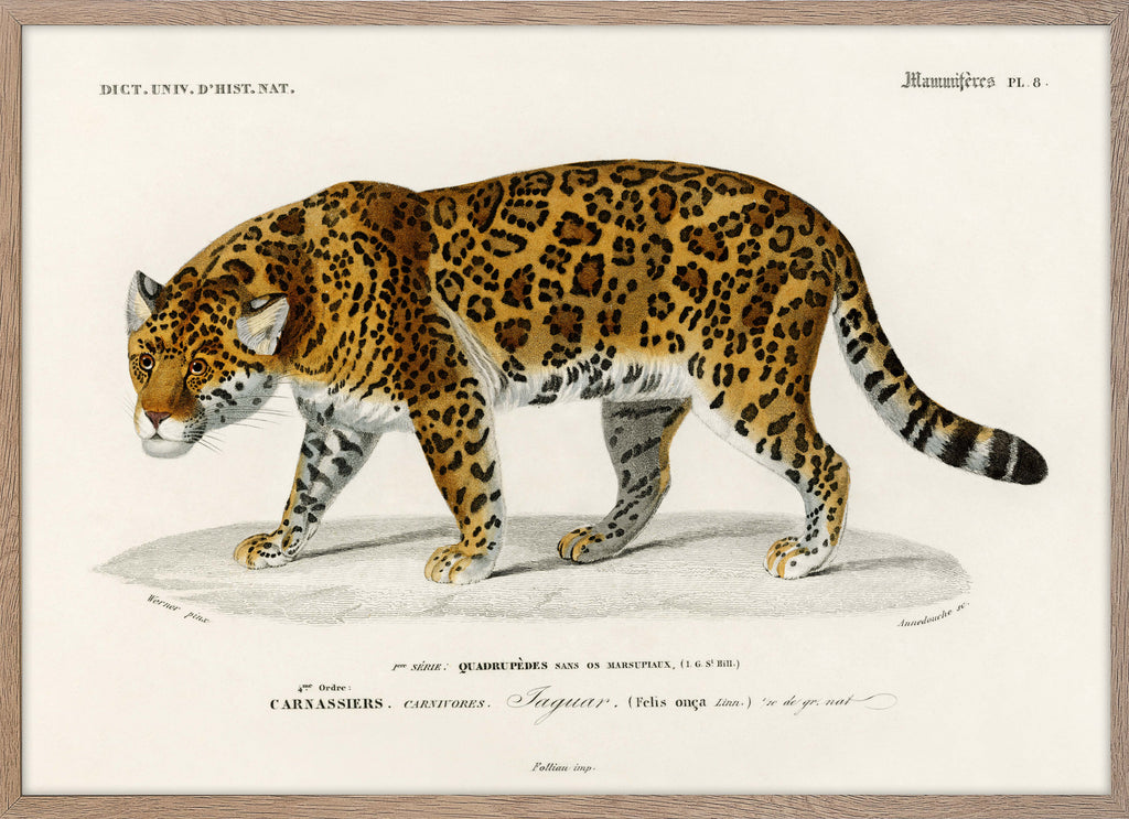 Automatten Jaguar in hoogwaardig velours met panter logo